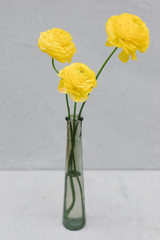 Yellow ranunculus in a glass vase on a gray background. Flower concept. Bouquet of yellow spring flowers.