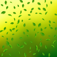 Falling green leaves. Fresh tea chaotic leaves fly