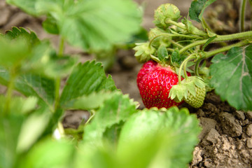 Strawberry bush with green leaves and red berries on a kitchen garden