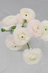 Obraz na płótnie Canvas Bouquet of white ranunculus in a glass vase on a gray background. Flower concept. Stylish bouquet of white flowers. Bunch pale pink ranunculus flowers on light gray background.