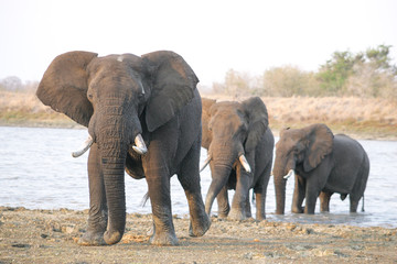 Three male Elephants emerge from the water Kruger park South Africa