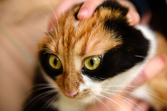 Japanese bobtail domestic cat looks into camera lens. Tortoise cat