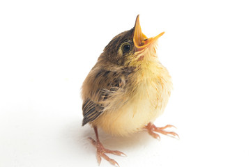 Young Zitting Cisticola Bird (Cisticola juncidis) isolated on white background © dwi