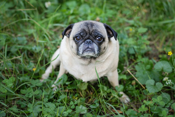 cutest pug in nature in the grass
