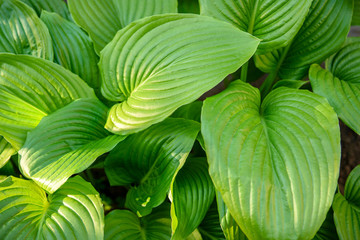 Beautiful large green calla leaves in a small floral garden