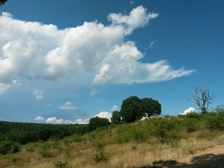 green meadow and forest in vivid color 