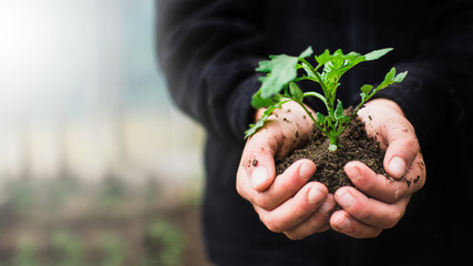 young tomato plant in human hands with soil, human hands hold young plant, banner copy space, spring concept