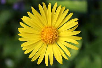 Shapely blooming doronicum flower