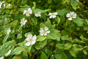 Mespilus germanica