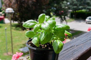 Basil in pot, planted on balcony , garden with herbals. Natural food.