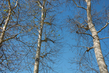 Platanus x hispanica