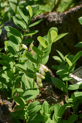 Polygonatum odoratum