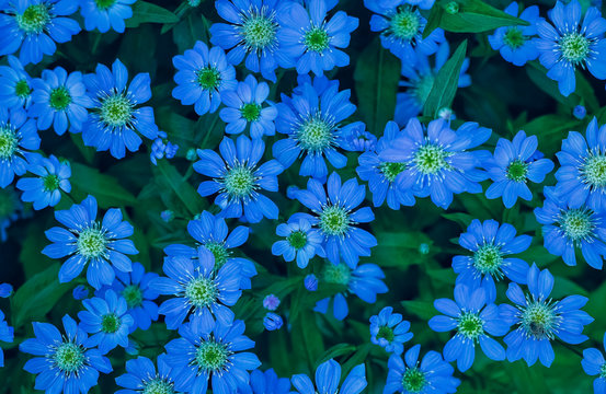 ブルーデイジー　Processed with VSCO with ind2 preset