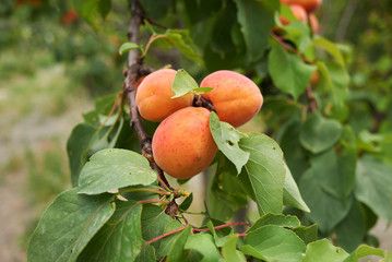 Prunus armeniaca