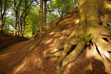 Exposed tree roots in Prestwich