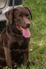 chocolate labrador retriever