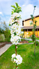 Naklejka na ściany i meble Beautiful blooming columnar apple tree in early spring in the garden. Unusual abundant flowering of a columnar apple tree in ecological farming garden with raised beds.