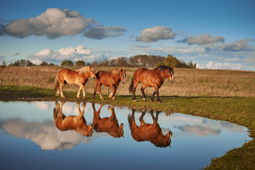 Herd of cold-blooded horses and their reflection in the water