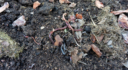 California red earthworms produce vermicompost and biohumus, process compost, and improve soil fertility. Earthworm bait for fishing. Ecological farming methods.