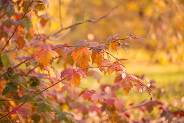 Plants. Autumn forest