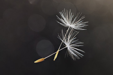 White flying dandelion fluffs on a black background with bokeh. Macro