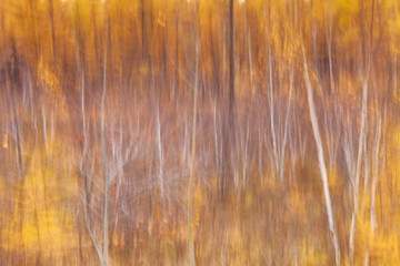 Pure woods blur with camera moving photography