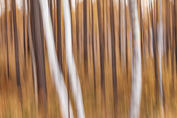 Pure woods blur with camera moving photography