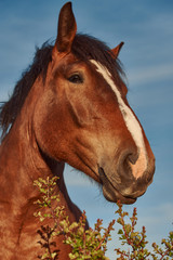 Funny portrait of a horse