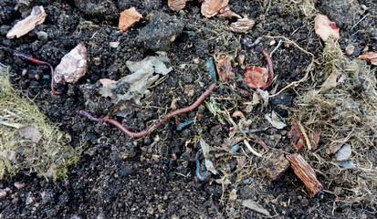Red California earthworms in a compost pit for biohumus and vermicompost production. Earthworms in the garden. Bait for fishing. Biohumus production by red California worms to increase soil fertility.