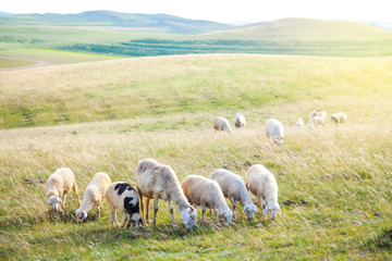 Naklejka premium Sheeps in a meadow on mountains