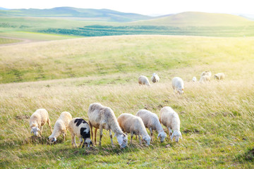 Sheeps in a meadow on mountains