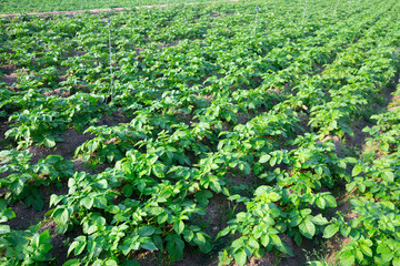 Fototapeta na wymiar Potato field