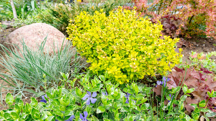 Original contrasting landscape design in the garden with the use of barberry tunberg aurea nana or...