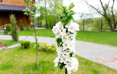 Beautifully blooming columnar apple tree in the garden with a beautiful landscape design on a background of green grass in early spring. Abundant flowering of a columnar apple tree in a young orchard.