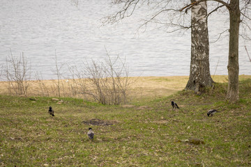 magpies gathered on the grass of the riverbank