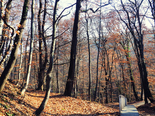 Autumn forest trail. Beautiful morning in the misty autumn forest with sun rays, Path through autumn woods