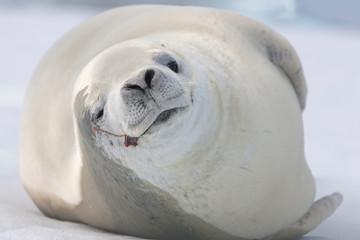 Antarctica crab seal close-up on a cloudy winter day