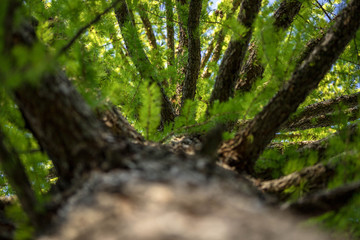 Fototapeta premium A tree from a lower angle with sky gaps