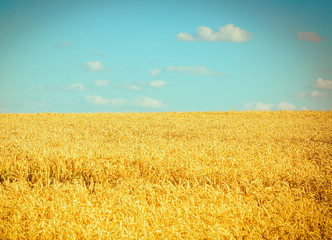 Naklejka premium Wheat field. As a symbol of Ukraine, the flag is yellow-blue. Beautiful summer landscape. Nature,. Background and wallpaper on the wall. Beautiful summer concept.