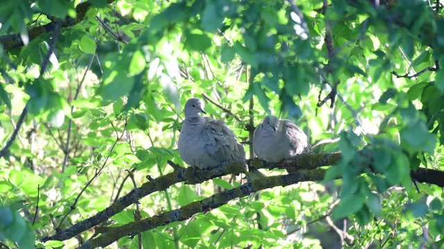 Two Collared Dove Streptopelia decaocto, sitting on a tree branch and cleaning their feathers