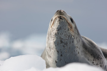 Antarctica predatory seal - sea leopard close-up on a cloudy winter day