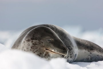 Antarctica predatory seal - sea leopard close-up on a cloudy winter day