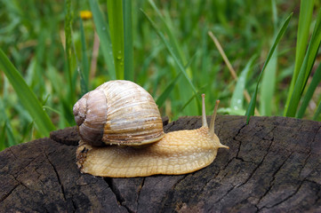 An ordinary in shell garden snail crawling on a stump.
