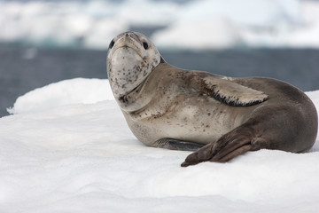 Antarctica predatory seal - sea leopard close-up on a cloudy winter day © Iurii