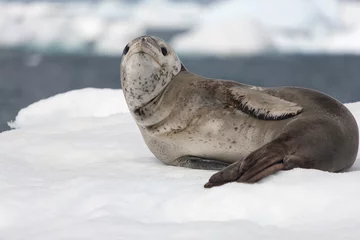 Fotobehang Luipaard Antarctica predatory seal - sea leopard close-up on a cloudy winter day  © Iurii