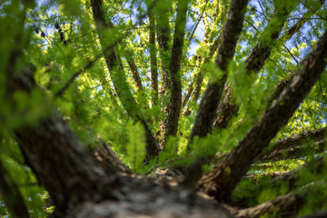 Obraz premium A tree from a lower angle with sky gaps