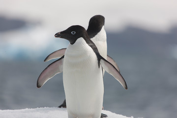 Antarctic Adelie penguin with chick close up on a cloudy winter day