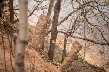 A tree from a lower angle with sky gaps
