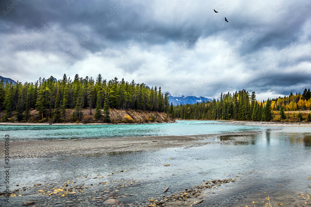 Poster coniferous forests on a shallow river