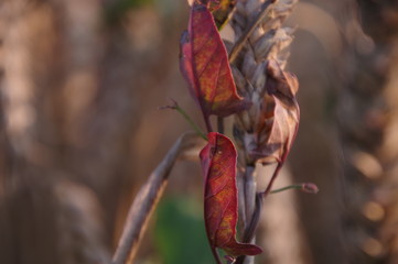 macro red leaf  in the woods
